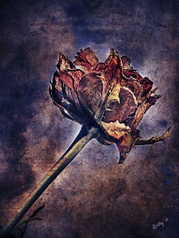 This Old Rose