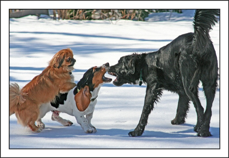 (play fight)