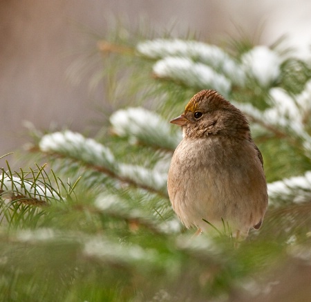 Golden-Crowned Sparrow