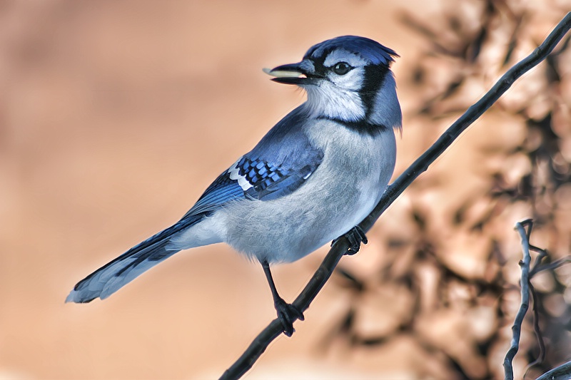 Breakfast - ID: 7993154 © Laurie Daily