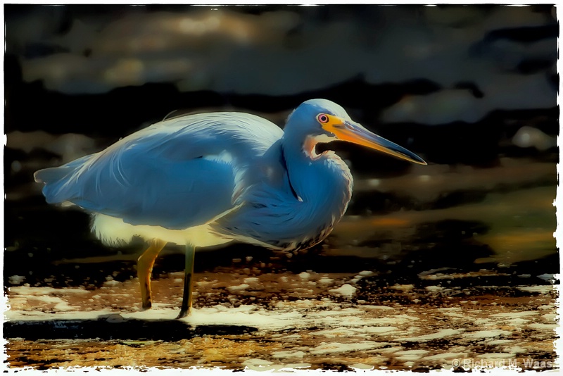 Heron on the Bay