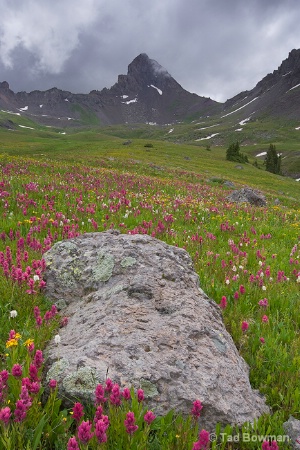 Wetterhorn Wildflowers