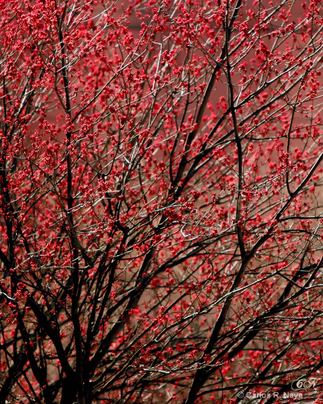  Full Blossom - ID: 7995273 © Carlos R. Naya