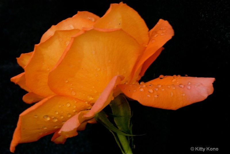orange rose - ID: 7995613 © Kitty R. Kono
