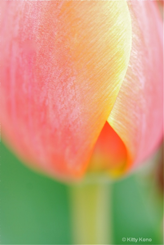 tulip pastel - ID: 7995616 © Kitty R. Kono