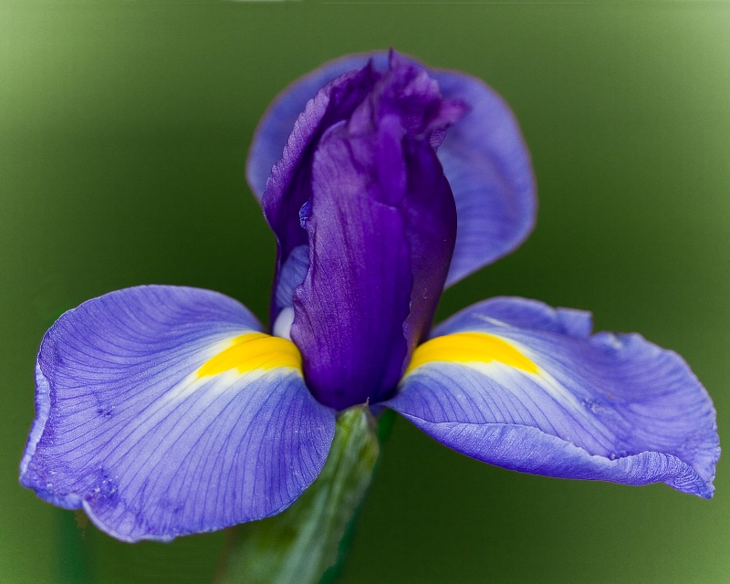 Iris