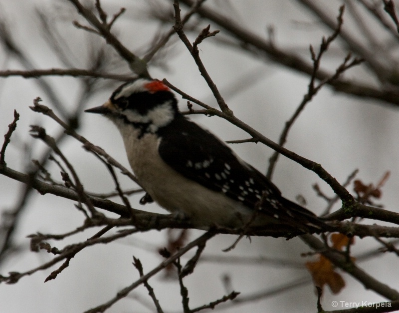 Downy Woodpecker - ID: 7996241 © Terry Korpela