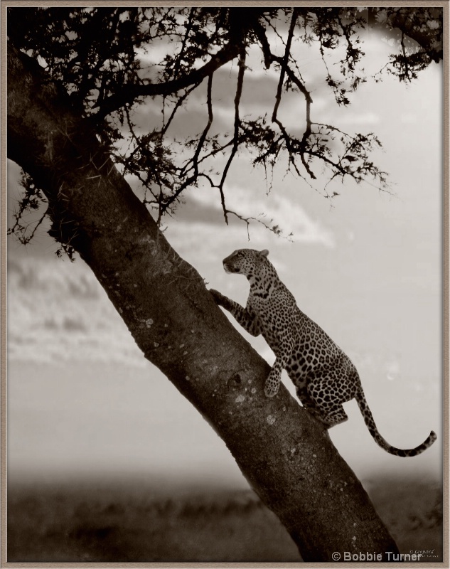 leopard up the treeold fashion - ID: 7996326 © BARBARA TURNER