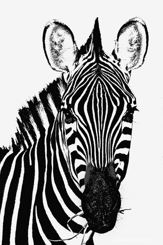 zebra high tone img 5576 copy - ID: 7996328 © BARBARA TURNER