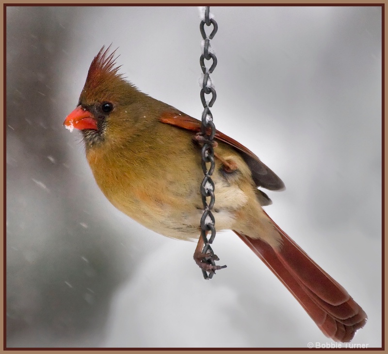 Female cardinal - ID: 7996334 © BARBARA TURNER