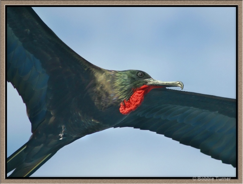 Frigate Bird - ID: 7996335 © BARBARA TURNER