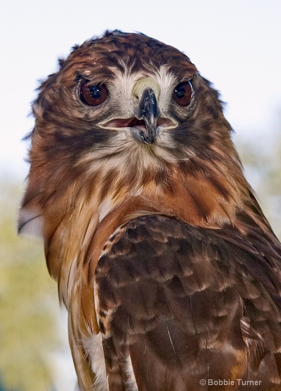 Red-tailed hawk - ID: 7996337 © BARBARA TURNER