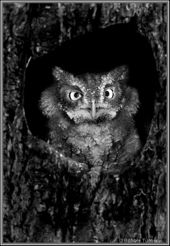Owl - ID: 7996338 © BARBARA TURNER