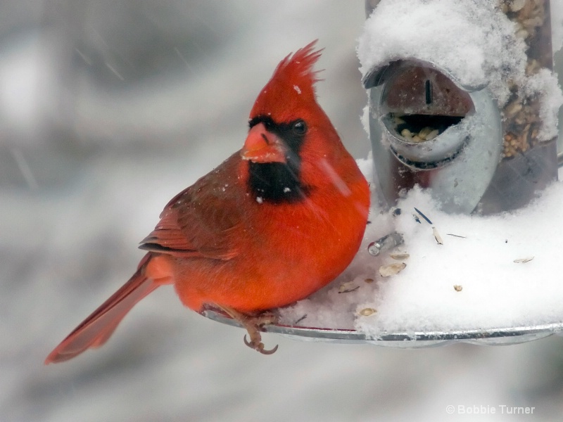 Male Cardinal - ID: 7996350 © BARBARA TURNER