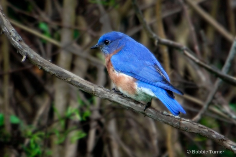 Eastern Bluebird - ID: 7996352 © BARBARA TURNER