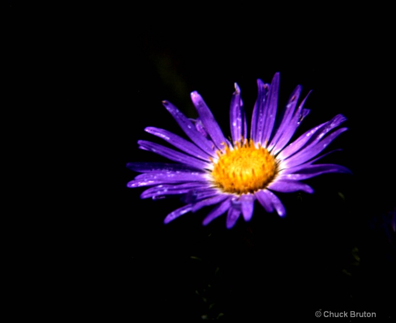 Purple Flower - ID: 7996445 © Chuck Bruton