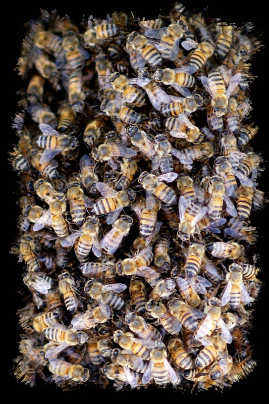 Busy Bees - ID: 7996639 © Mauricio Diaz