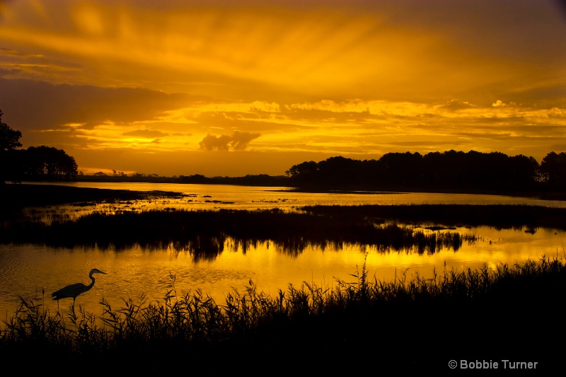 Golden sunrise at Chincoteague National Wildlife R - ID: 7996721 © BARBARA TURNER