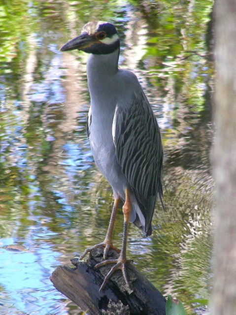 Heron Yellow Crowned 4