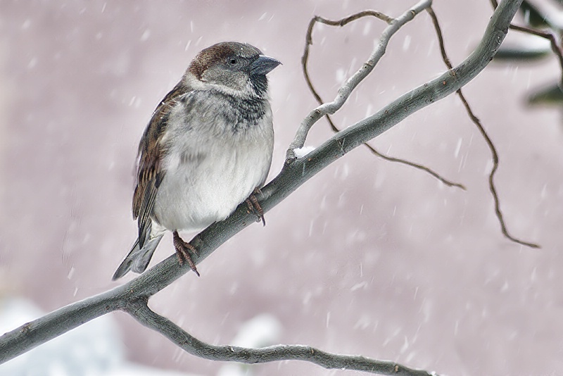 Little Sparrow - ID: 8000902 © Laurie Daily