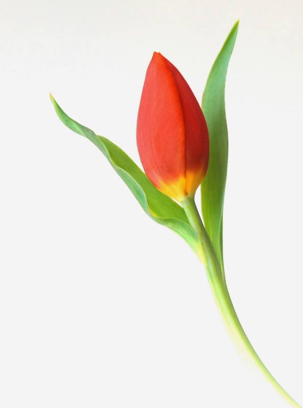 Tulipa