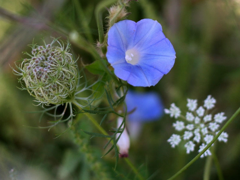 Summer Blue