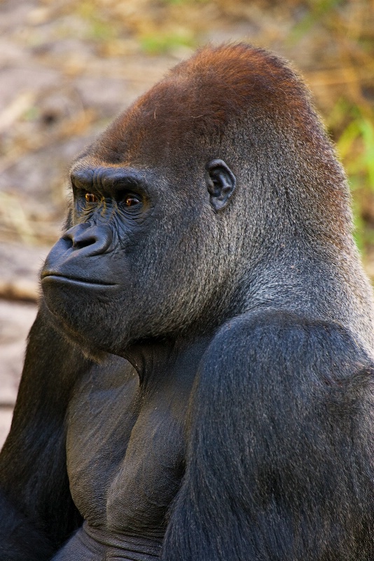 Lowland Gorilla - ID: 8002028 © James E. Nelson