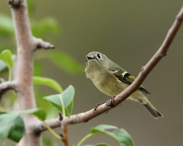 Yellow-rumped Warbler