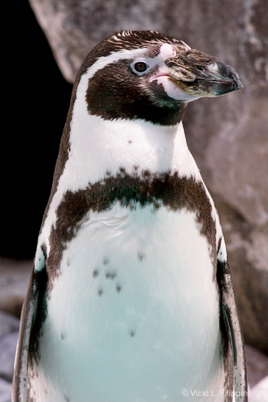 Penguin Portrait