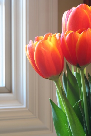 Tulips in natural light