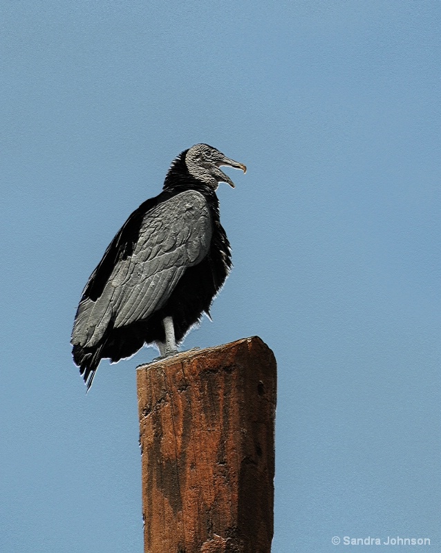 talking vulture