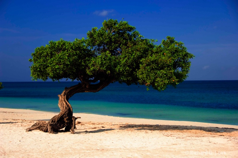 Divi Divi Tree - Aruba