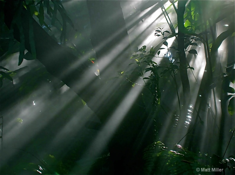jungle light