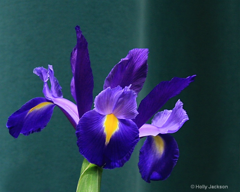 Imogene's Orchid