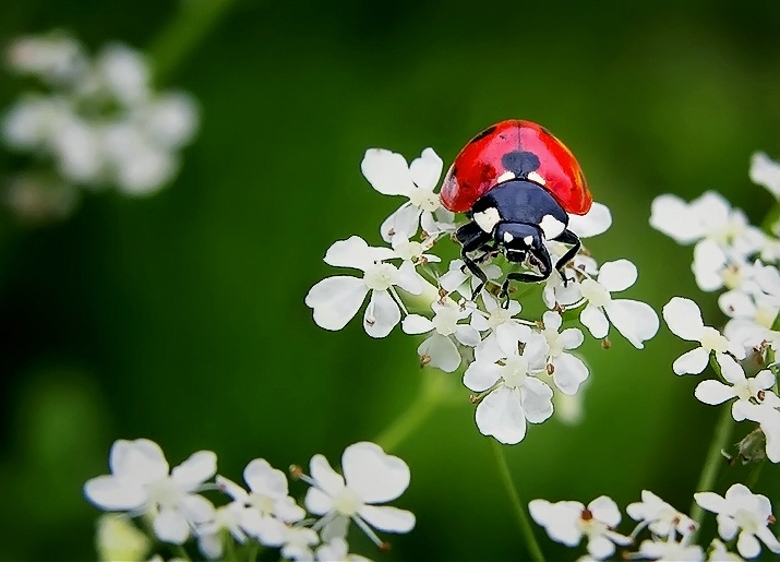 Little Red Lady