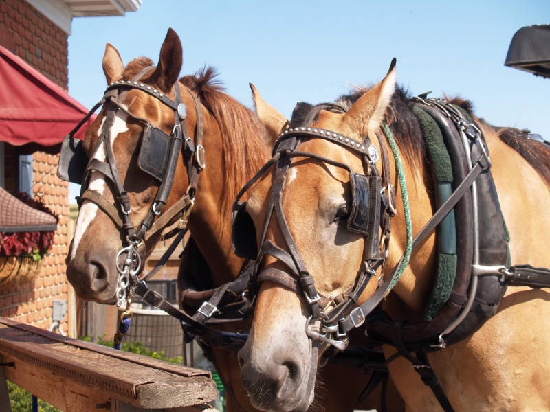 Working Horses