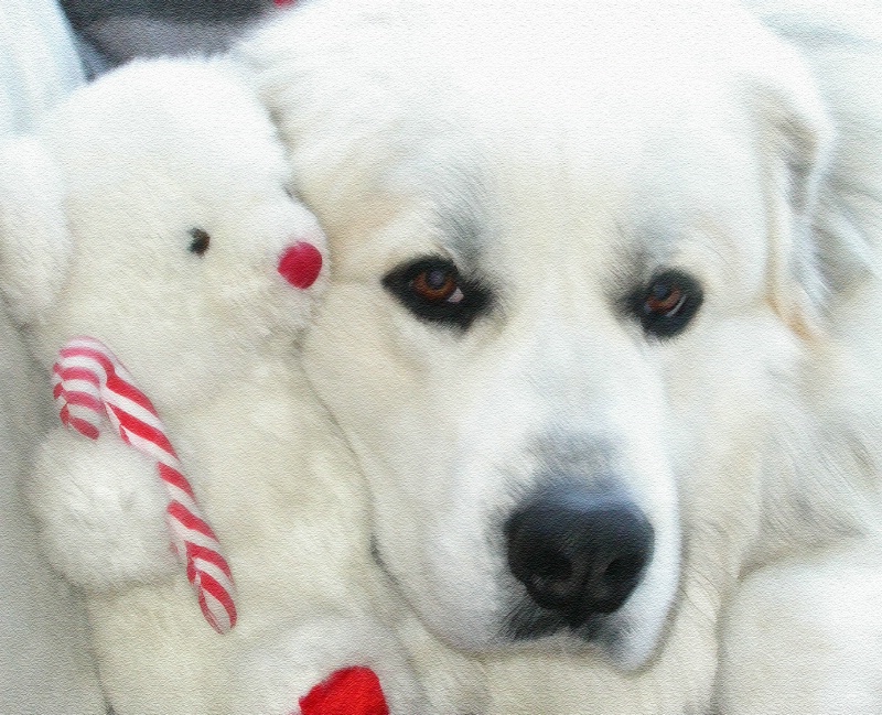Lil Mo, great pyrenees