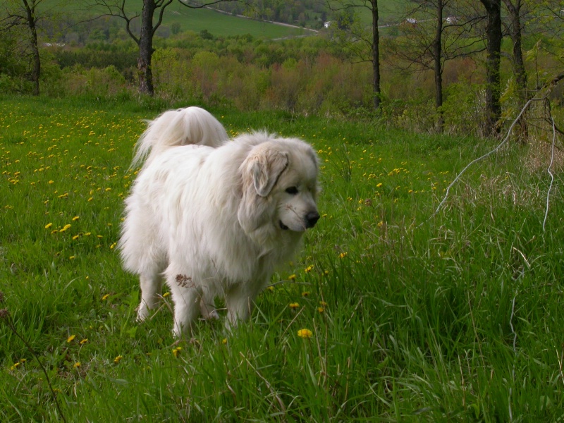 Maurice, great pyrenees