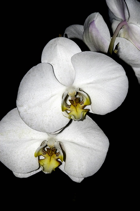 Phalaenopsis