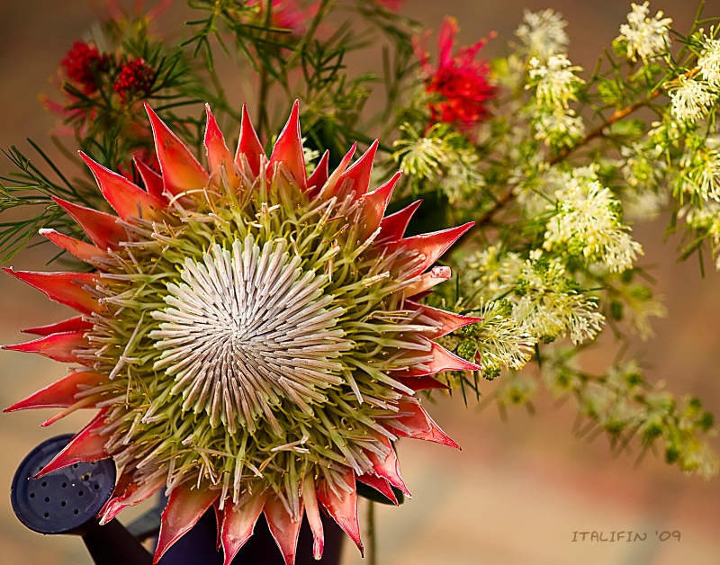 King protea bouquet