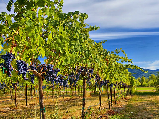 Summer Vineyard