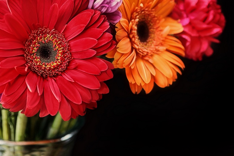 Gerberas