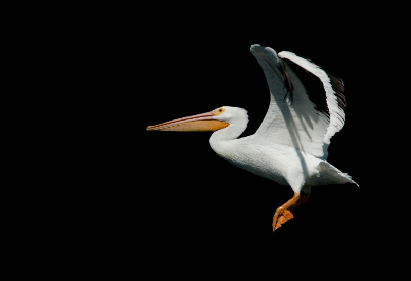 White pelican - ID: 8016253 © Michael Cenci