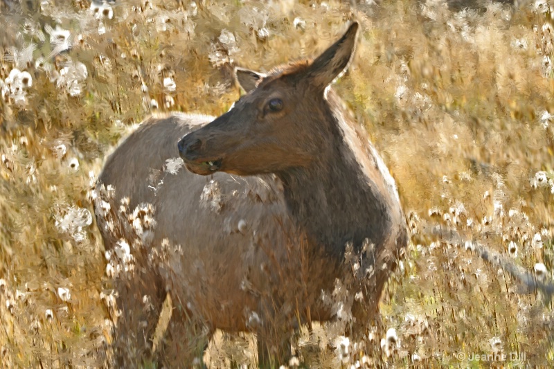 Impressionist Estes Elk