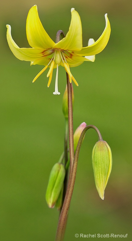 Erythronium Pagoda (Dogs tooth violet )