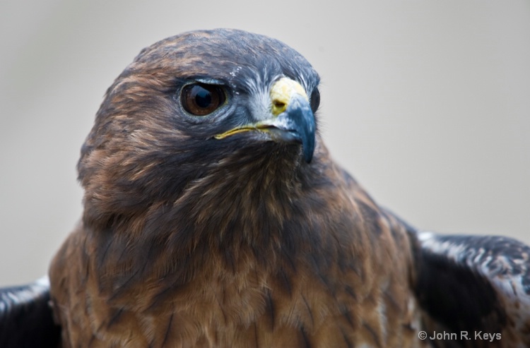 Red-tailed Hawk 2792