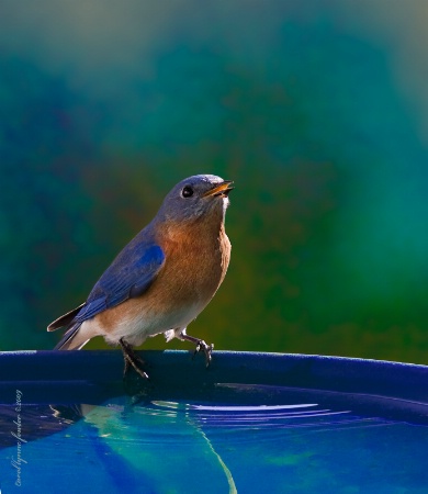 Blue Bird II