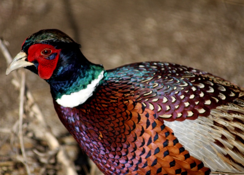 Pheasant