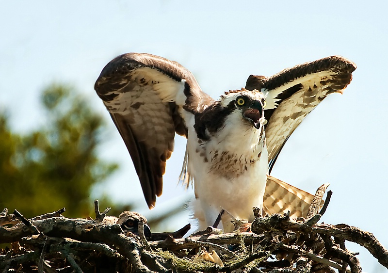Guarding the Nest