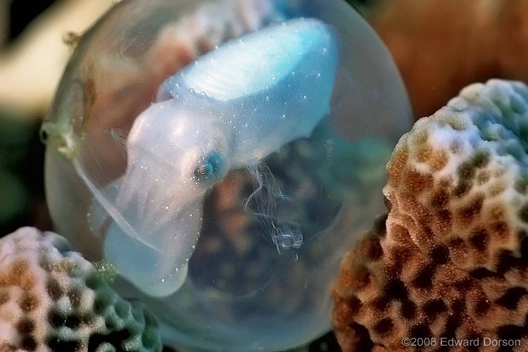 Cuttlefish Egg_2 - ID: 8020749 © Edward Dorson